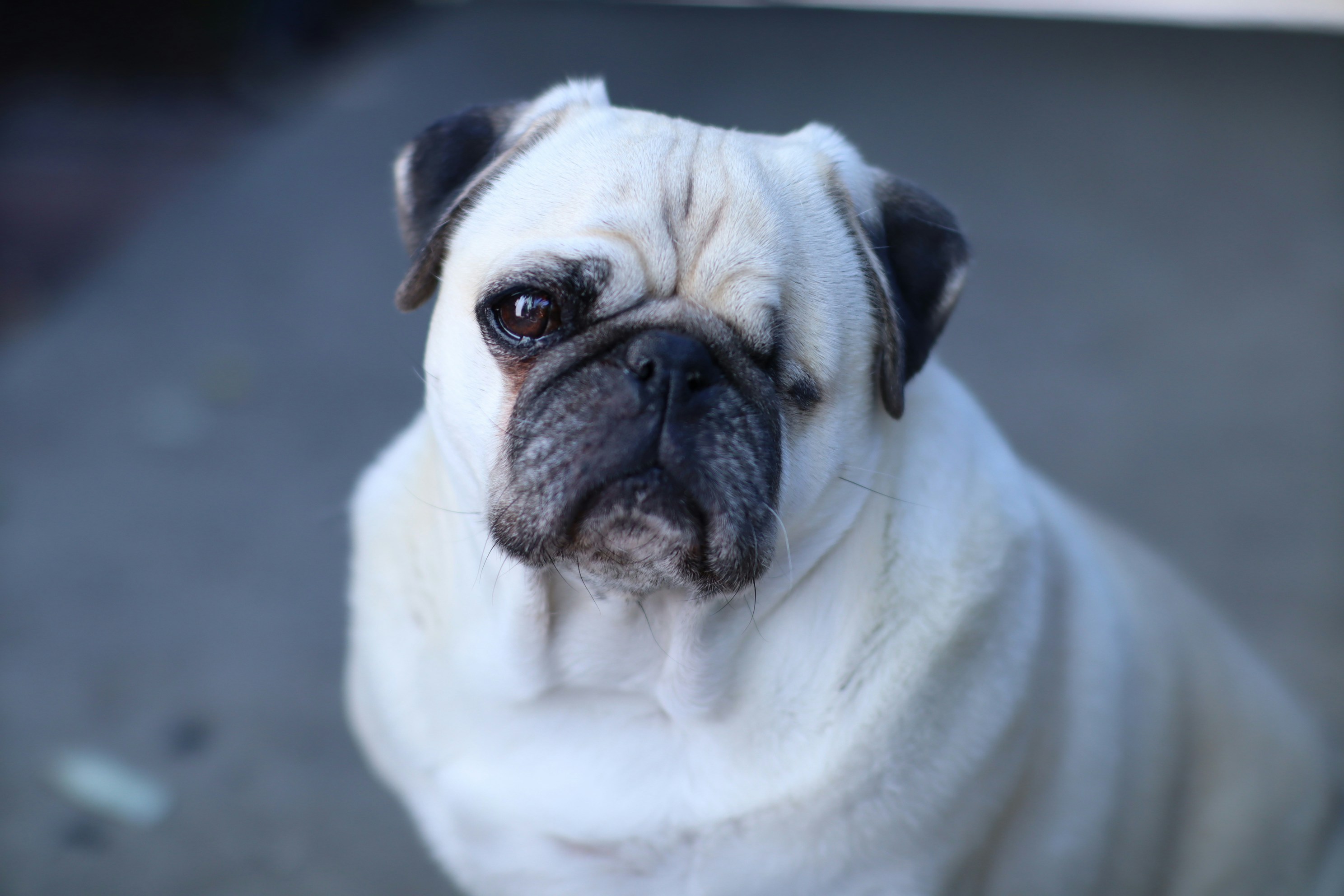 A small white pug dog sitting on a sidewalk