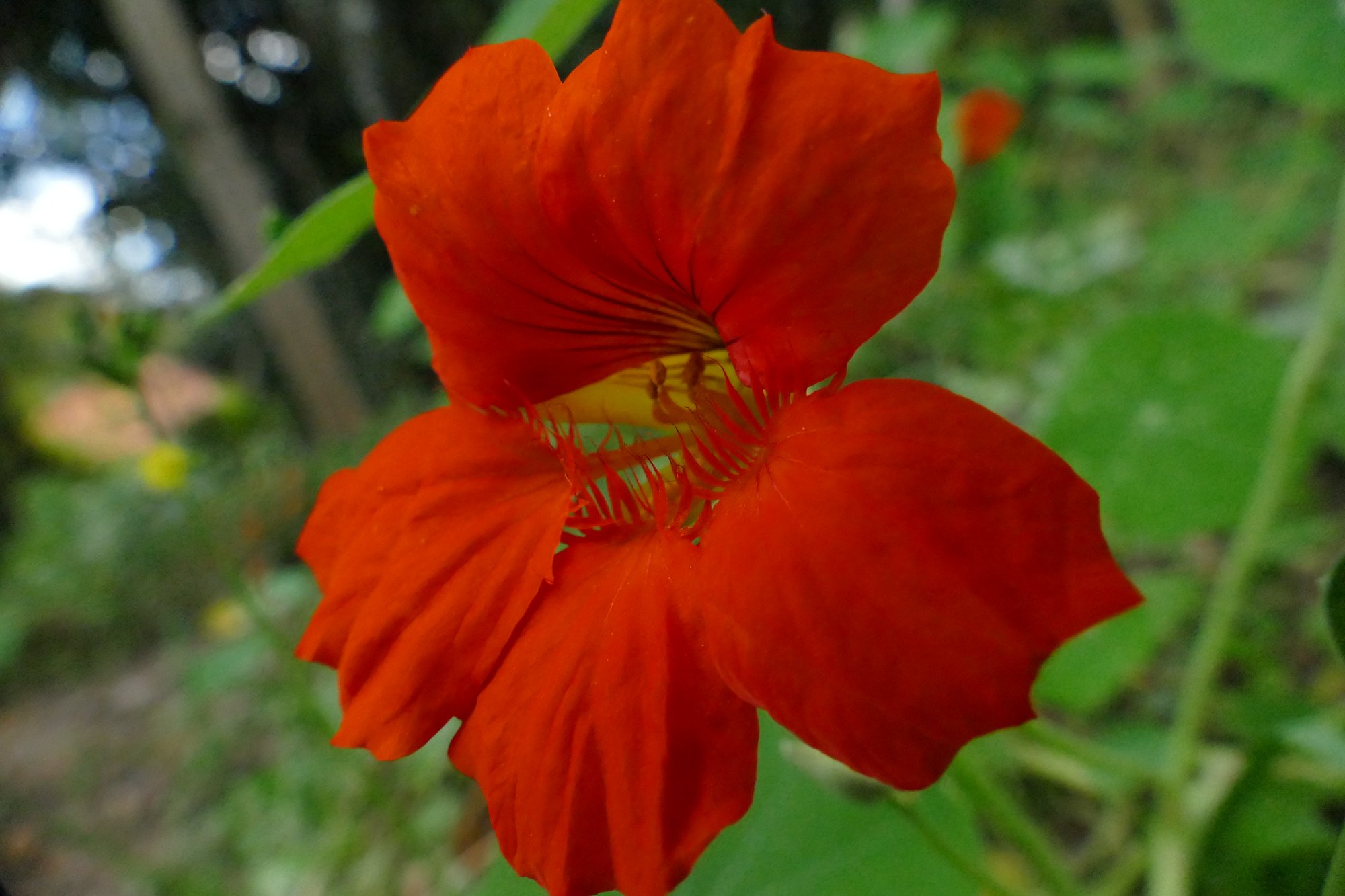 Flor laranja avermelhada de cinco pétalas em close, com folhas verdes ao fundo