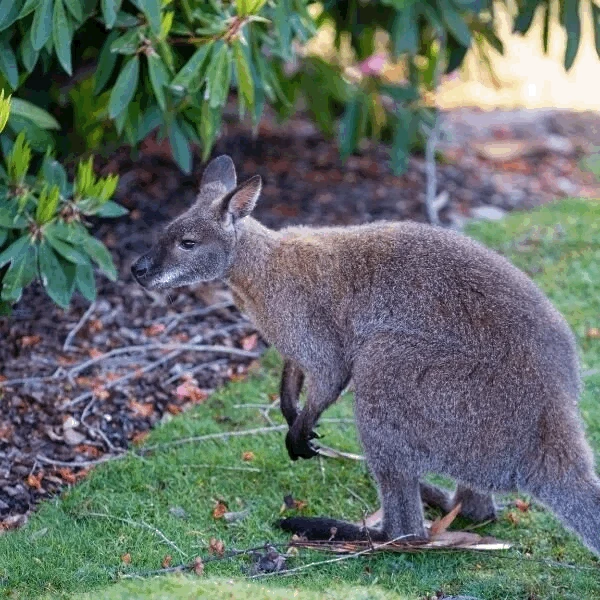 wallaby at leanordslee