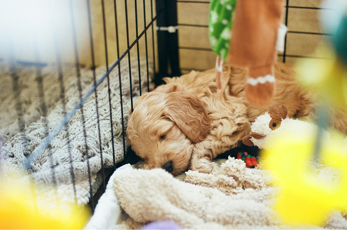 Small tan dog resting while being groomed