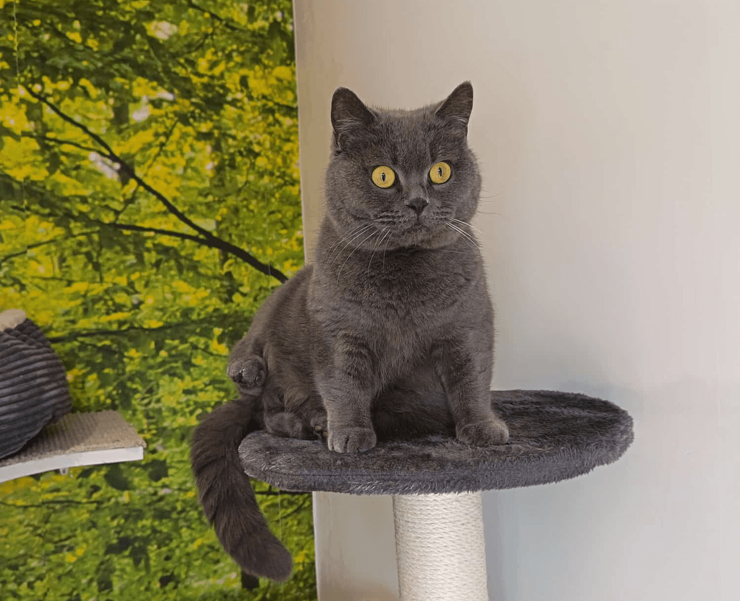 Buddy the cat, enjoying his time on a cat tree in Olivia's Cattery Navan