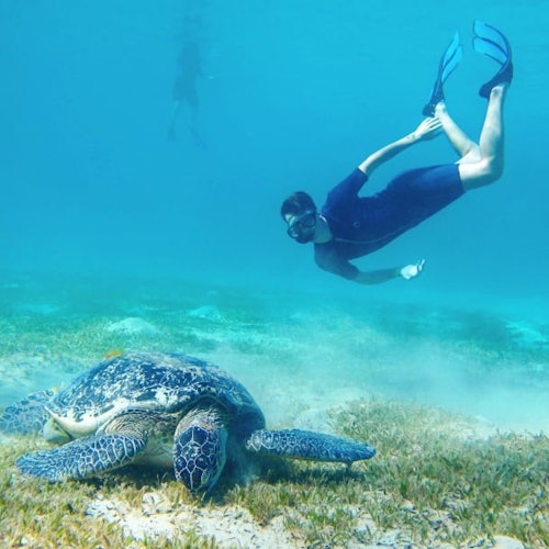 Marsa Mubarak's sea turtles