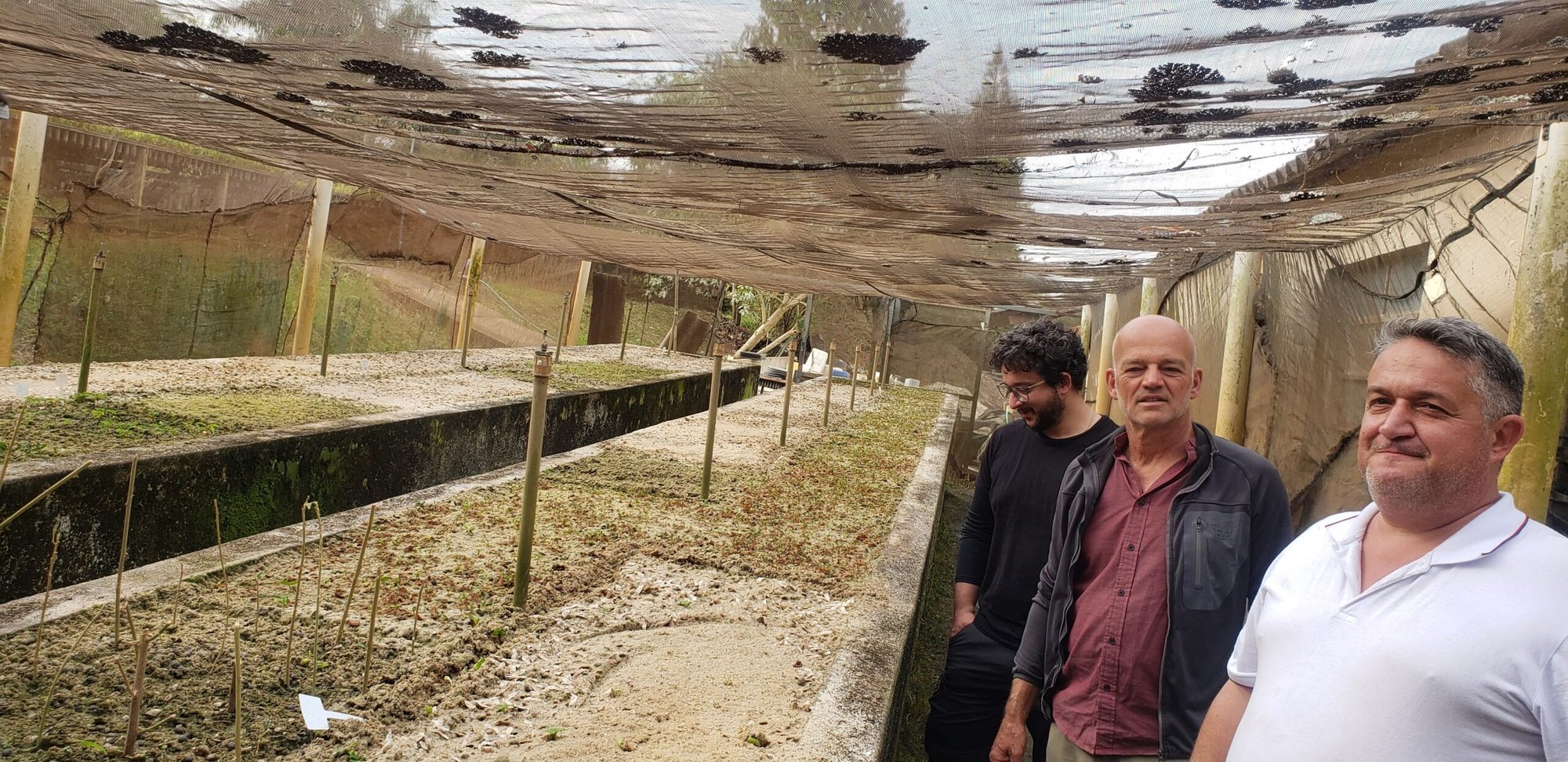 Três homens observam canteiros de semeadura sob tela de sombreamento em viveiro