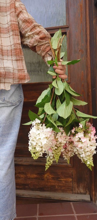 Kwiaty przy wejściu do Villa Stara Apteka w Srebrnej Górze