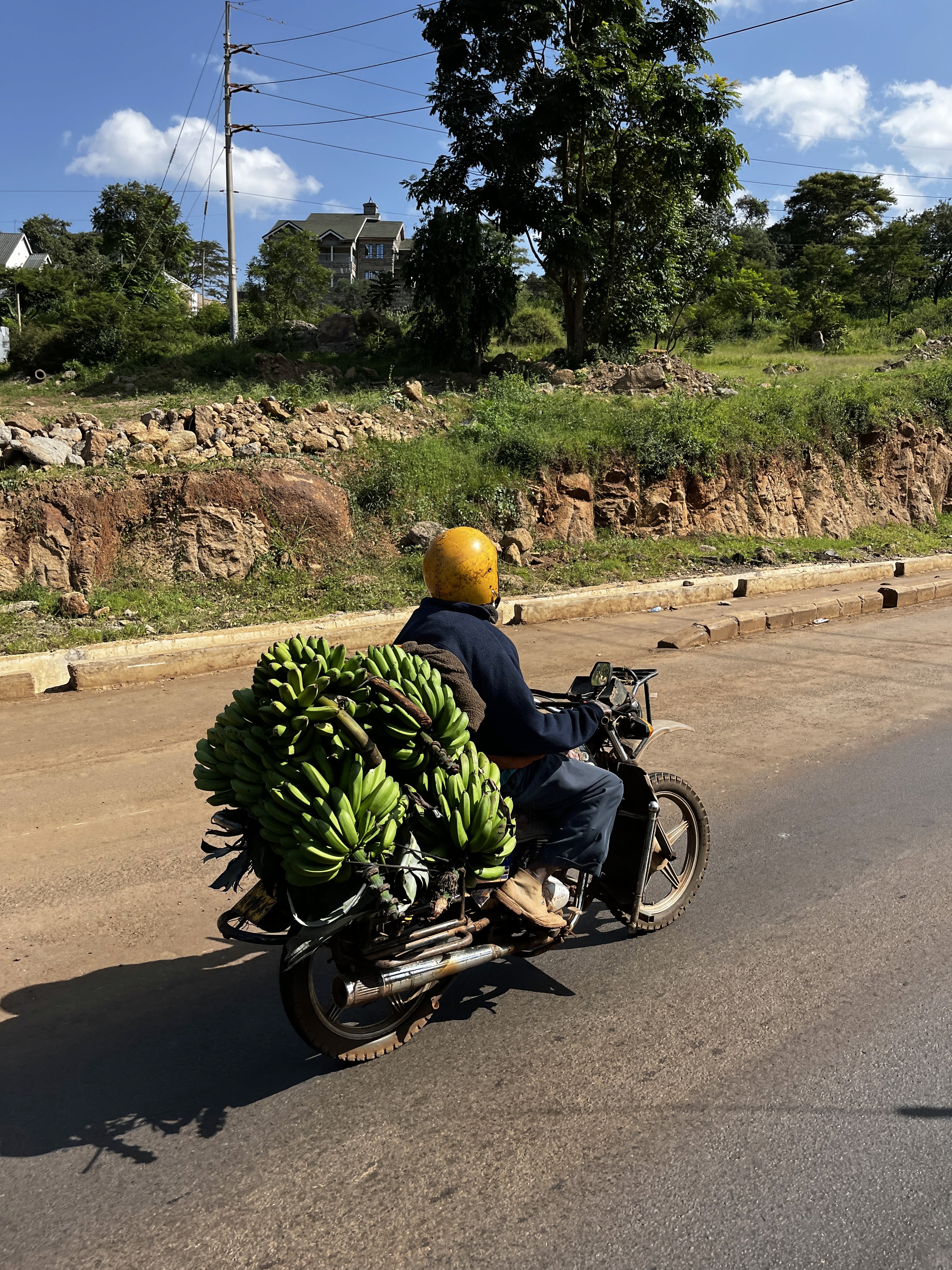 a brown dog sitting on top of a sandy beach