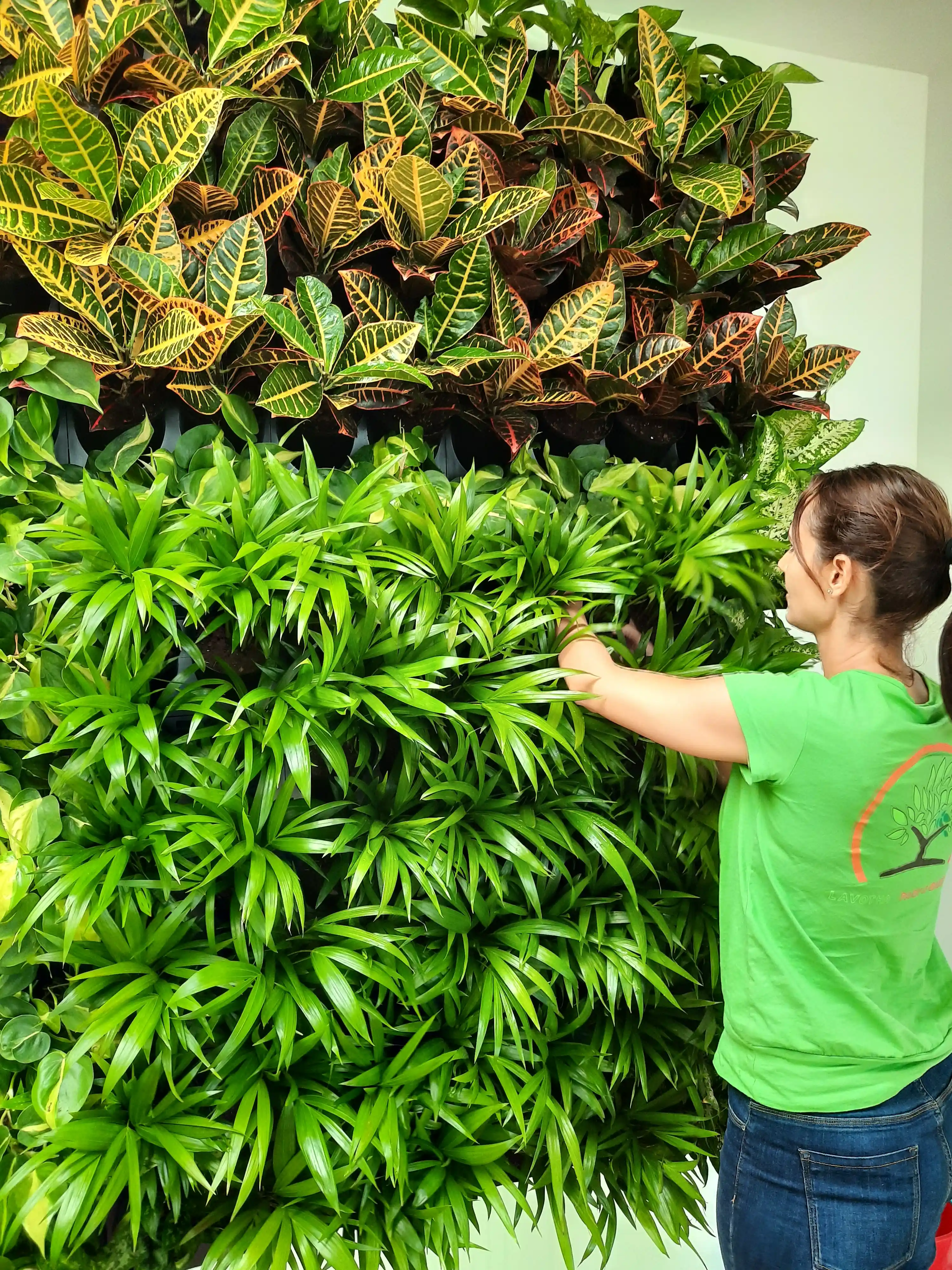 Függőleges kert páfrányokkat rak fel kolléganő