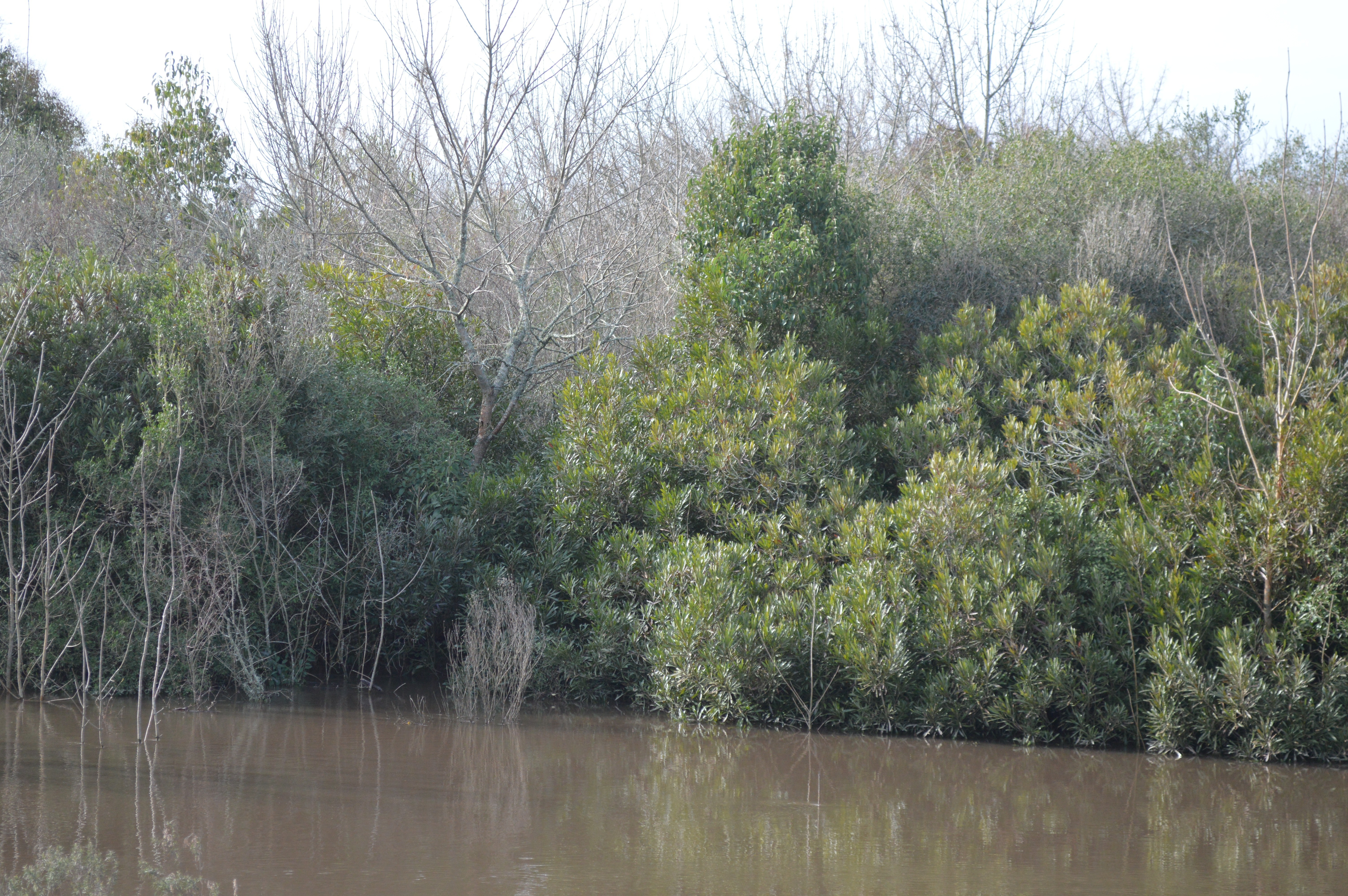Monte Nativo Atomo Rural