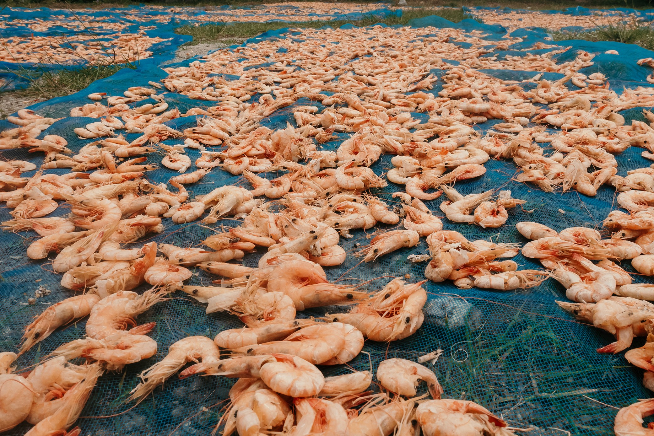 Regional ingredients for our Thai fine dining restaurant in Phuket