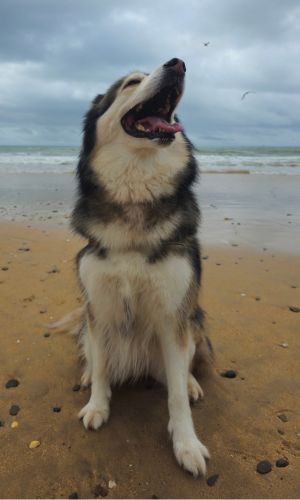 Cockey the pomeranian