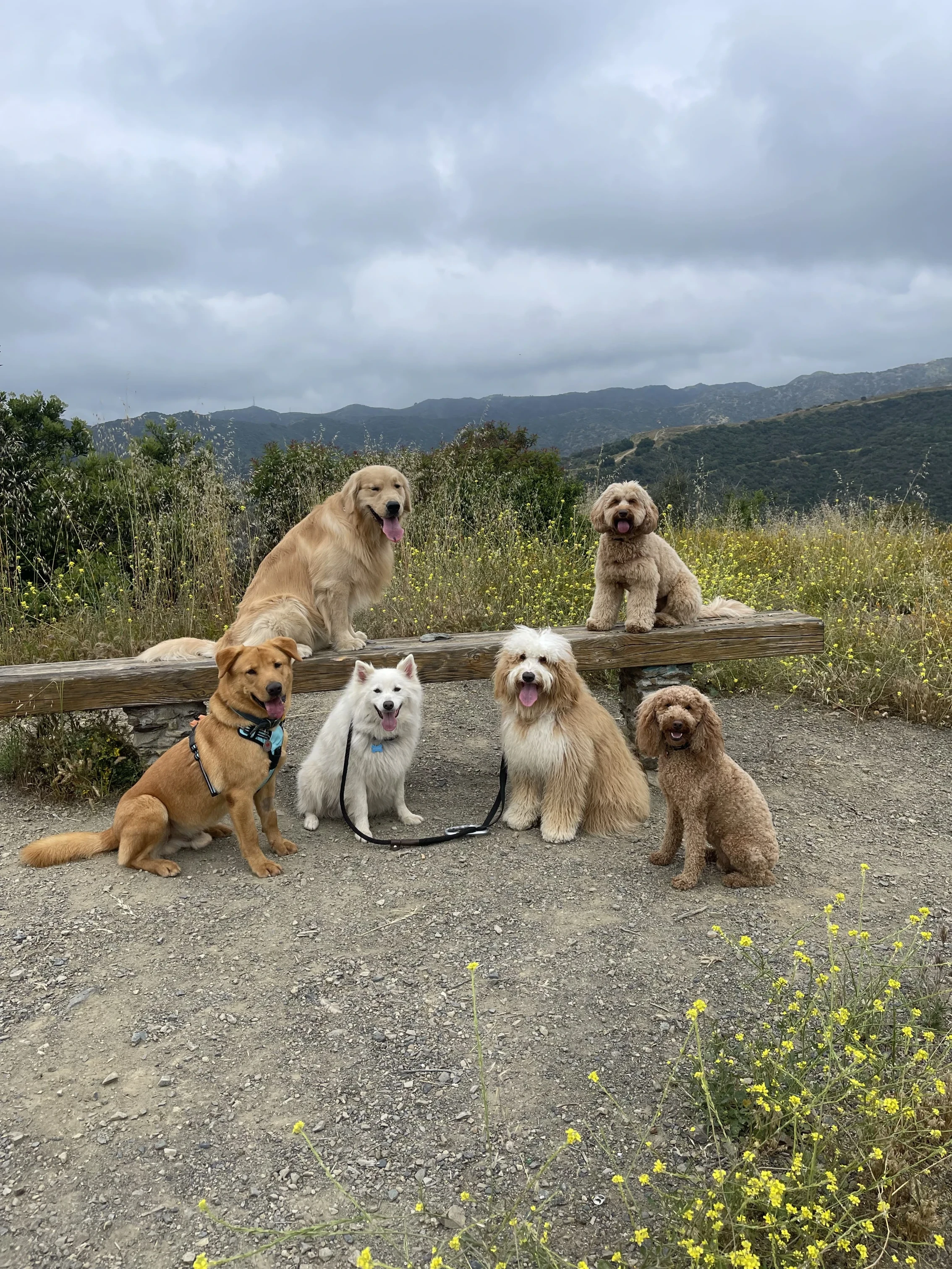 Six dogs posed around a wooden bench on a cloudy overlook