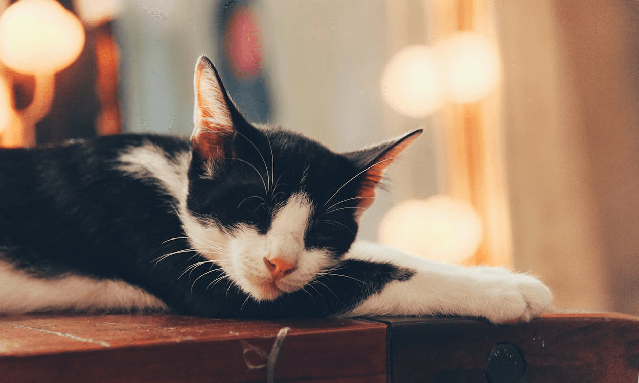 Cat Sleeping