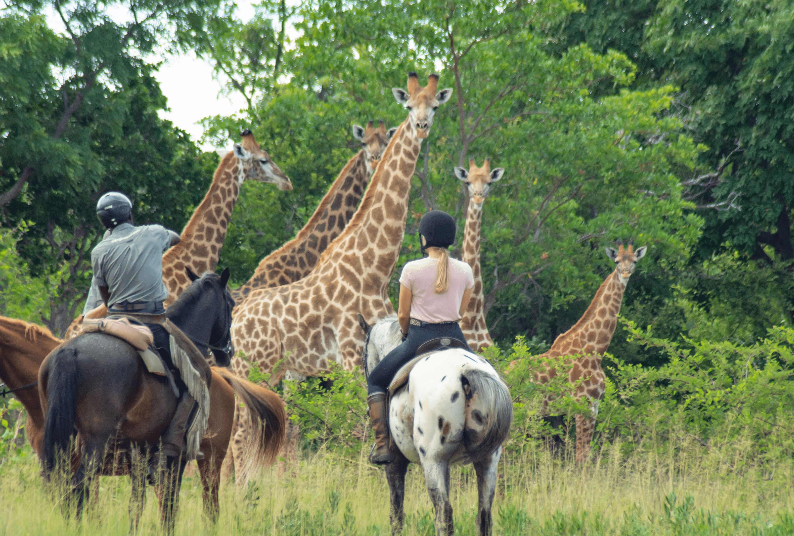 Ryttare möter giraffer på nära håll under en exklusiv ridsafari i Sydafrika – en unik ridupplevelse i Afrika. Signature Safari, Waterberg.