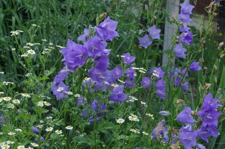 zvonek brokvolistý a řimbabav trvalkovém záhonu