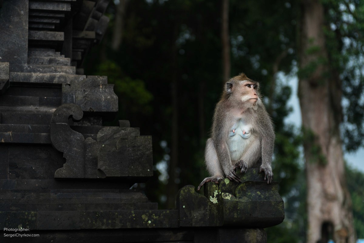 Bali by Sergei Chyrkov. Бали, фотограф Сергей Чирков