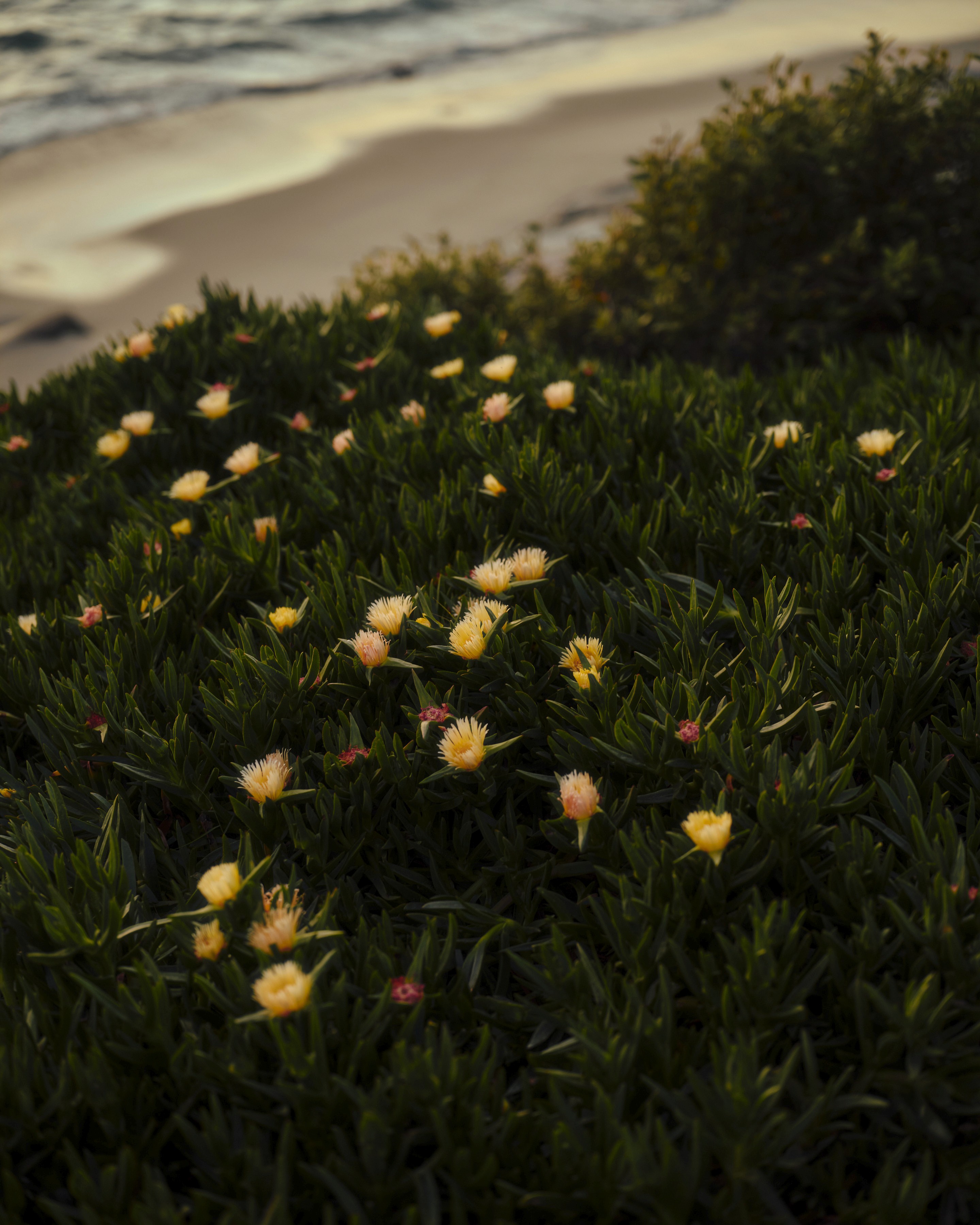 Small yellow flowers blooming in a thick green ice plant groundcover on a coastal bluff, with a sandy beach and ocean waves in the blurred background.