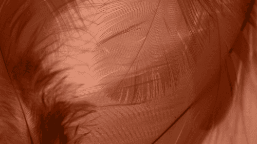 Background image of a palm