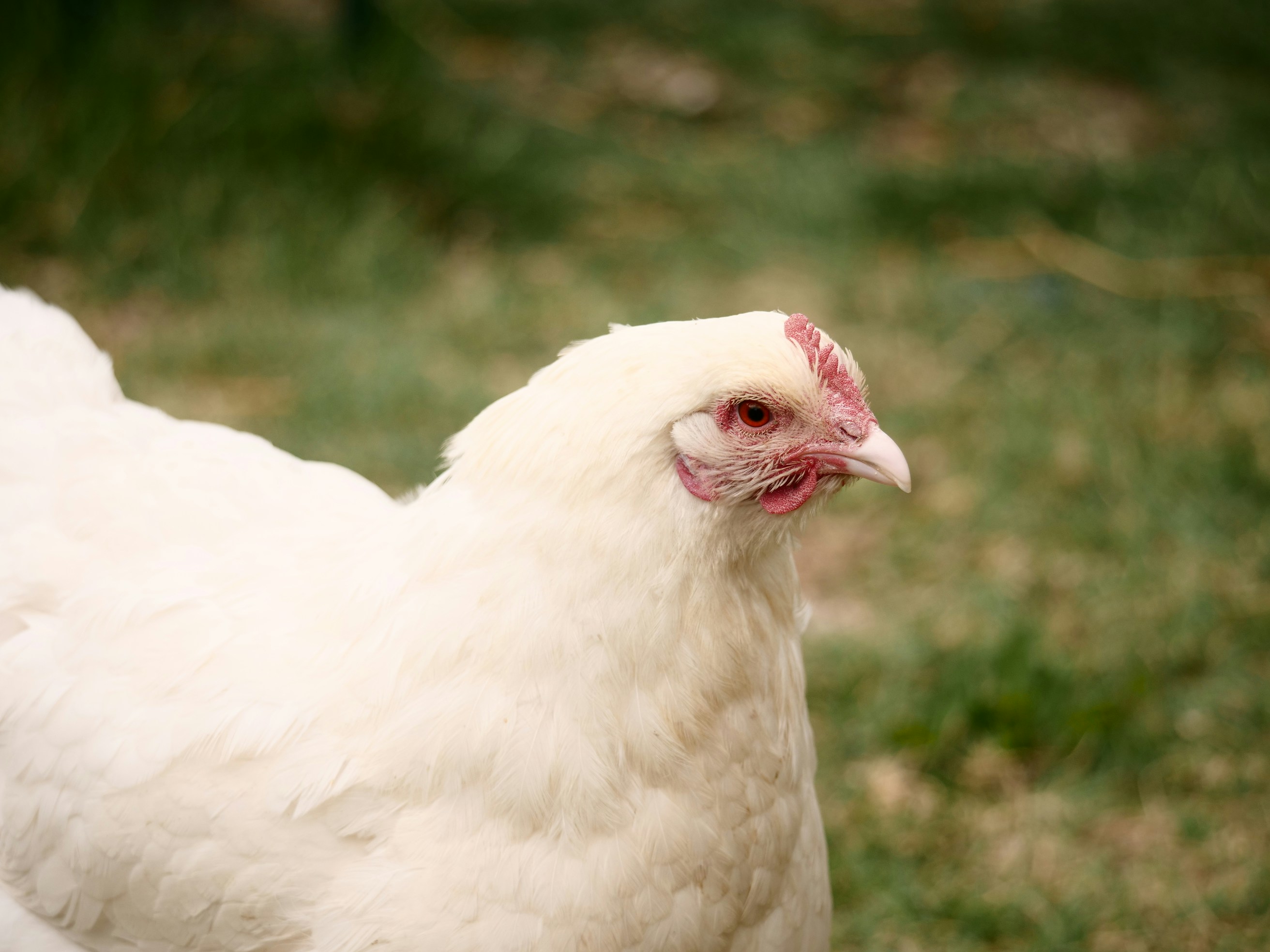 concentrado casero pollos