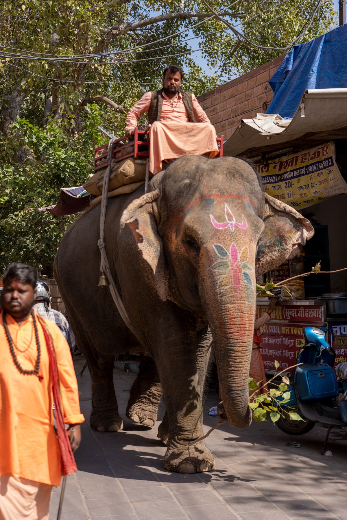 Elephant in the city centre of Jodhpur, in the region of Rajasthan in India