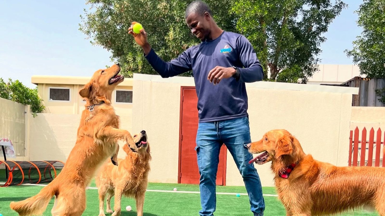 A dog trainer is holding a ball and playing with the dogs.