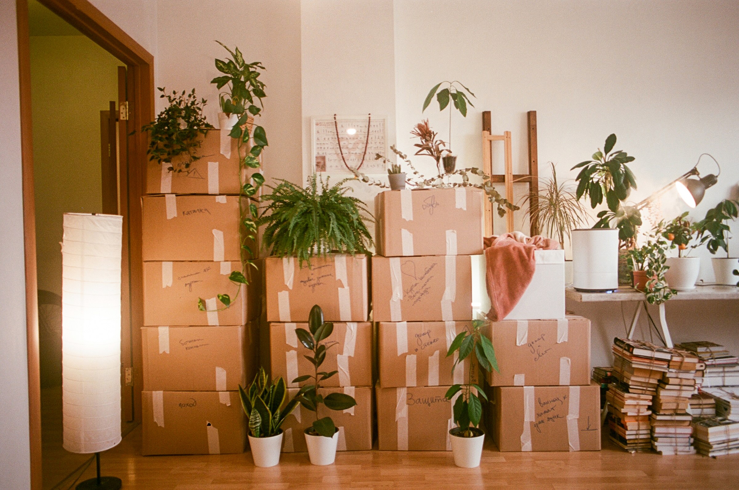 A room filled with boxes and house plants.
