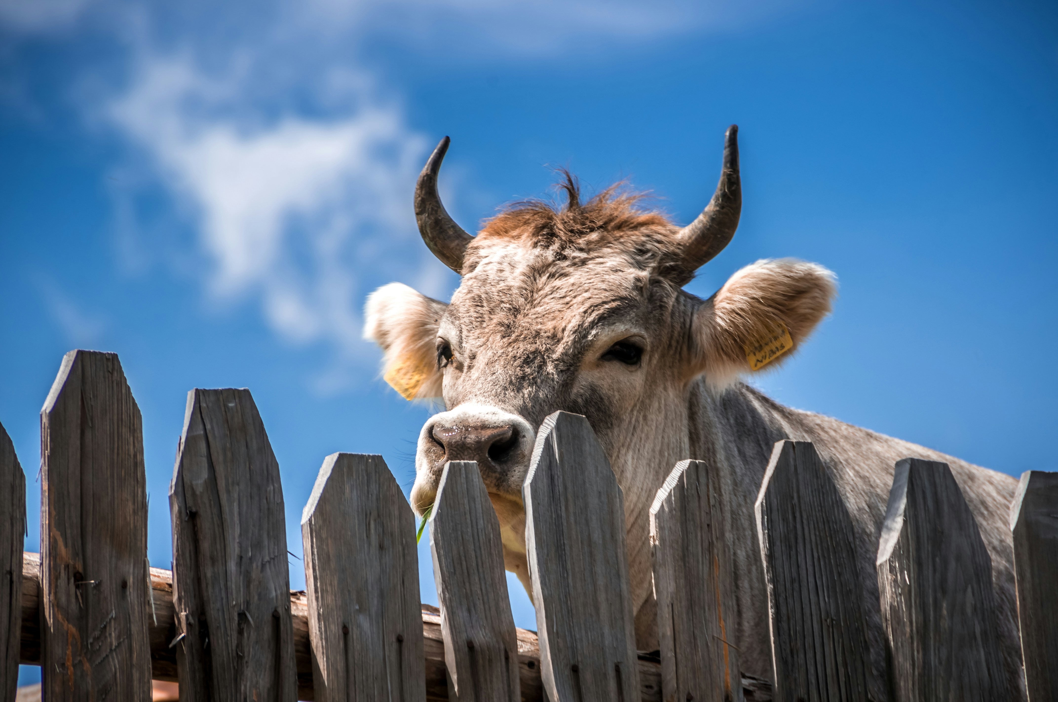 Cuánto vive una vaca