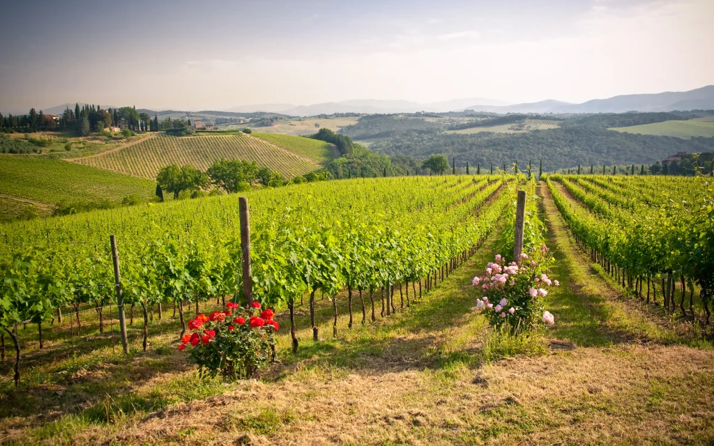 Vakre, grønne vinranker i Toscana - med Expa Travel