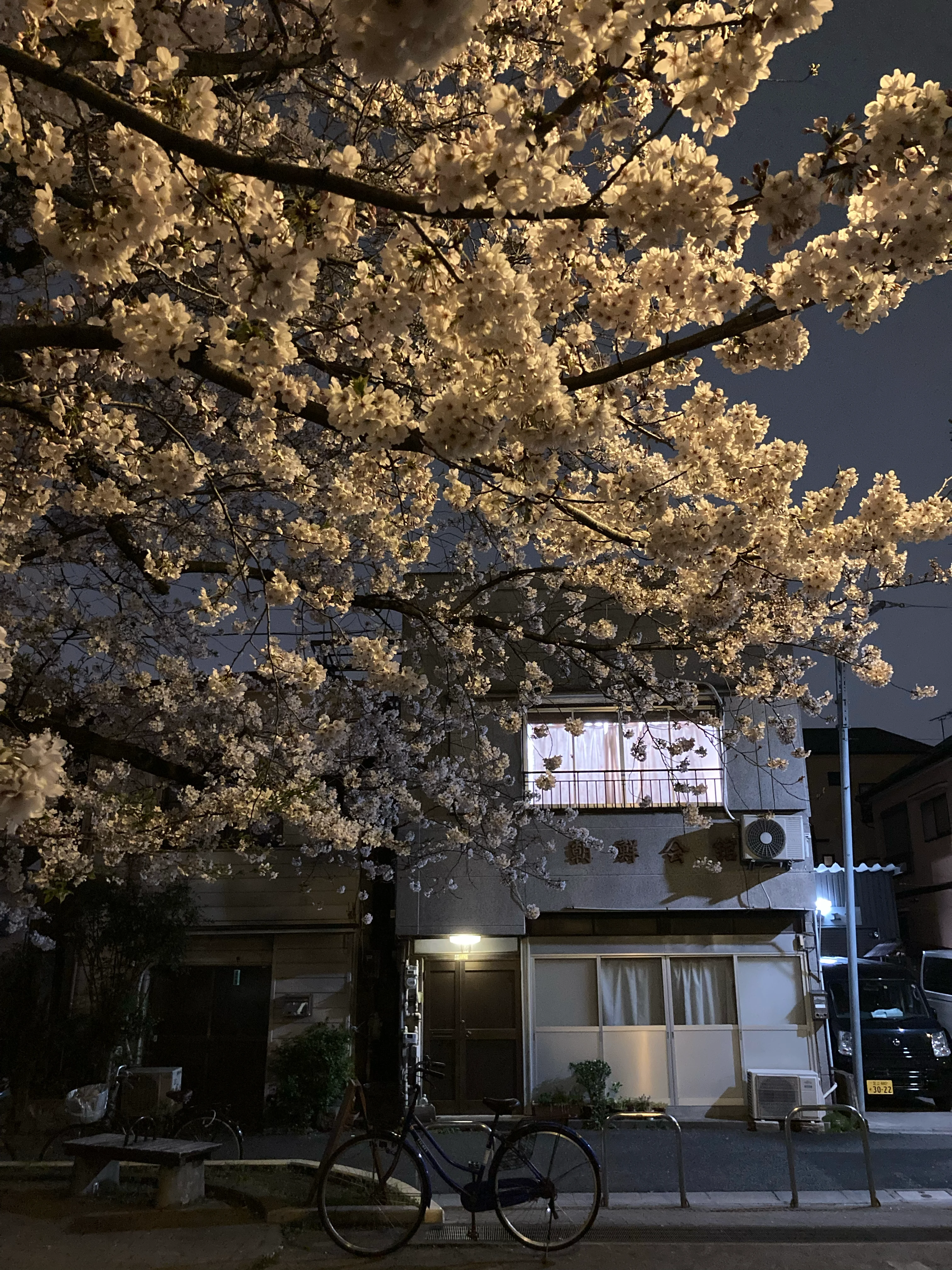 cherry blossoms at night