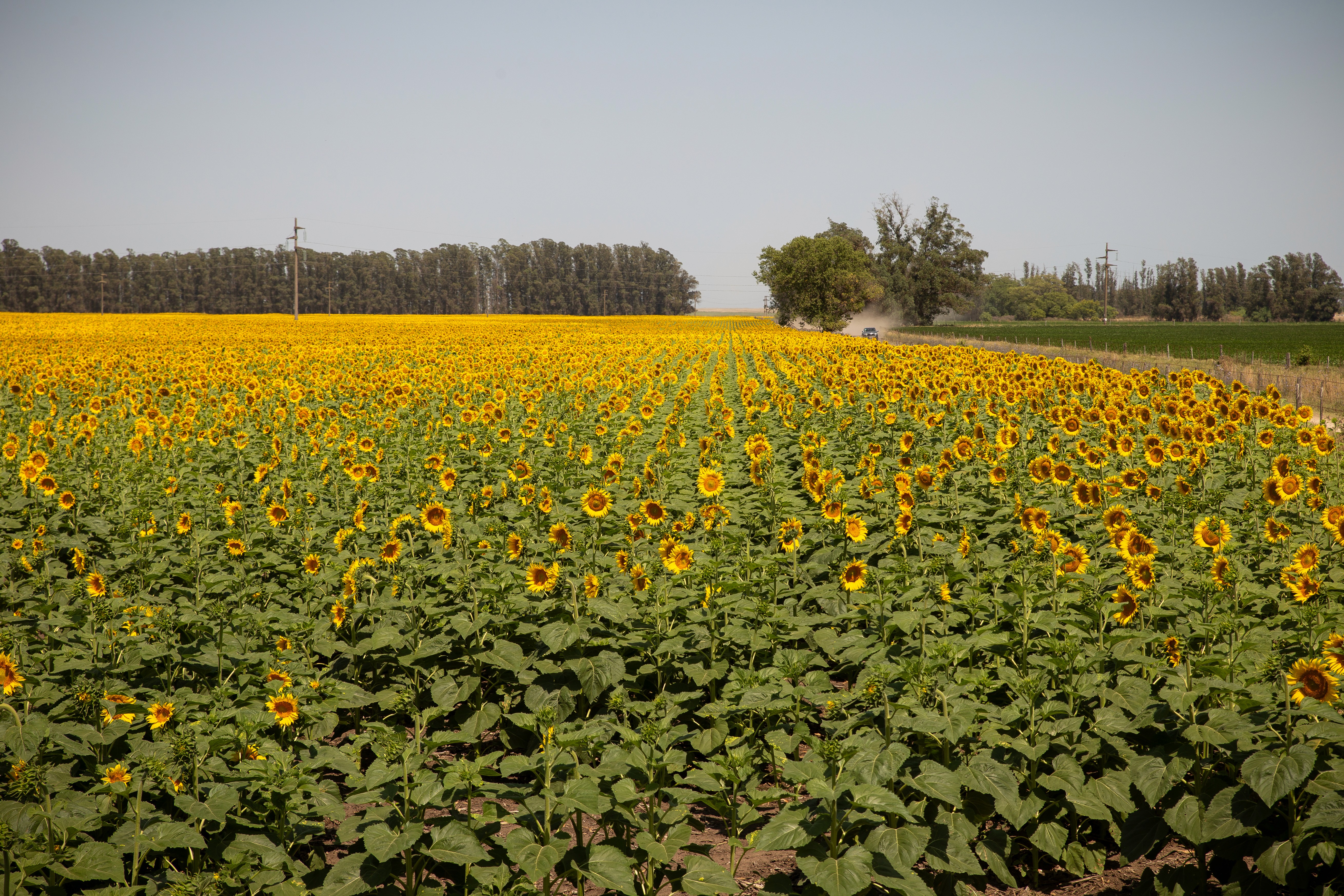 Agriculture