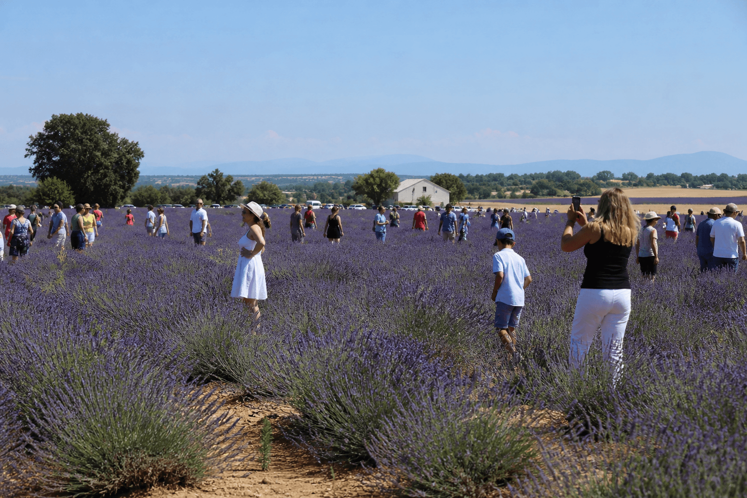 Crowded lavender field in july at Valensole in Provence