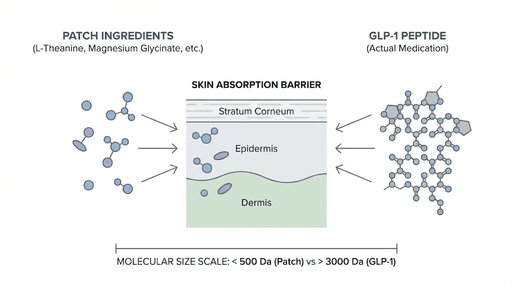GLP-1 molecule size comparison showing why patches cannot deliver real GLP-1