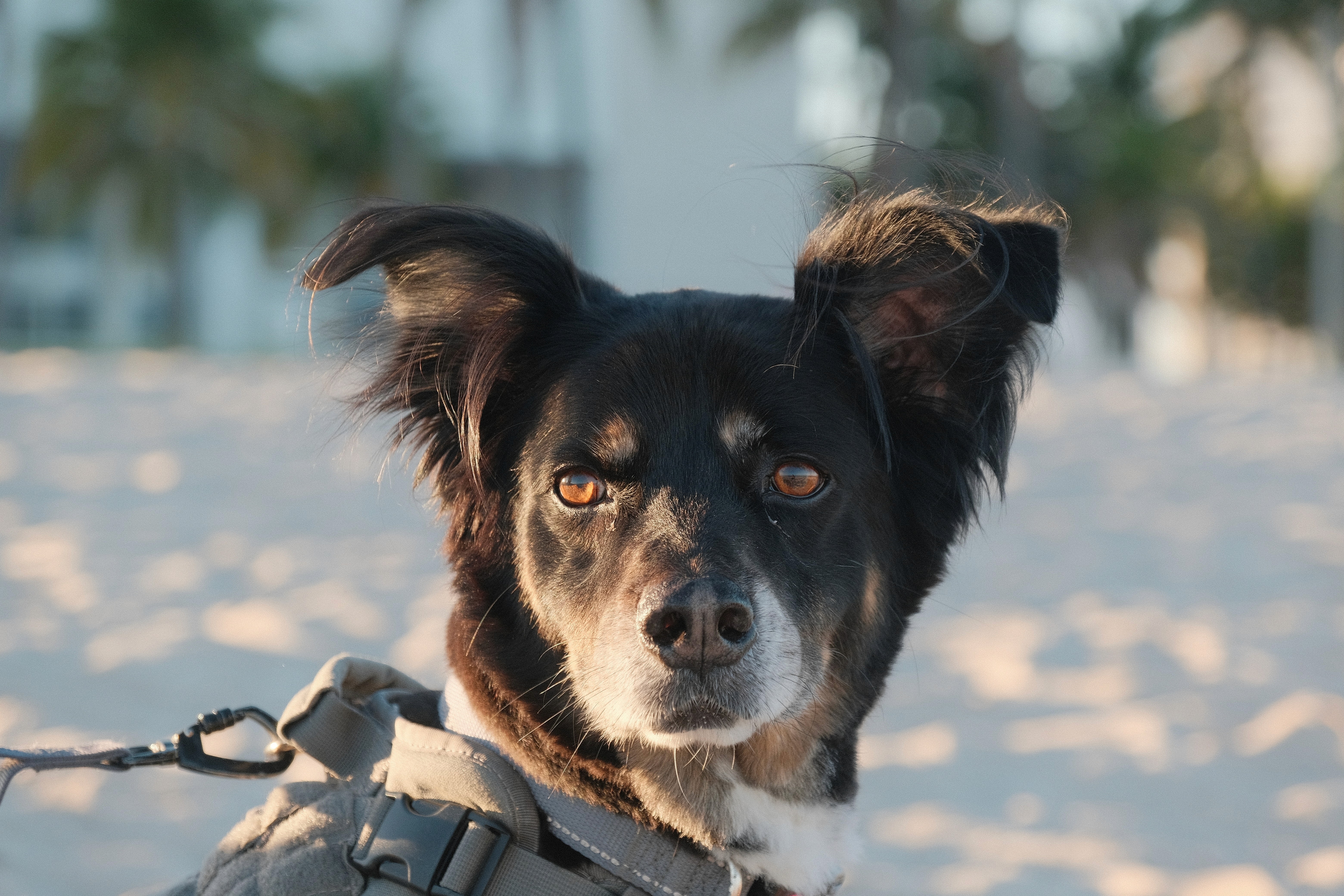 cute little pup in Dubai beach (dog-friendly) with Leash as per regulations