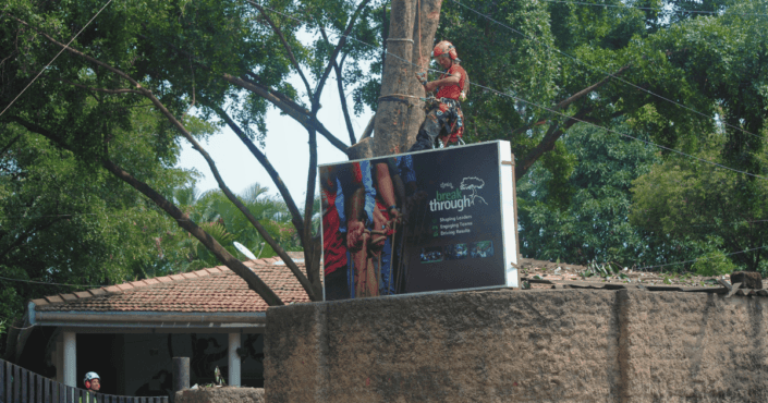 The Jamun Tree being felled by arborists from Tree Care India, Auroville