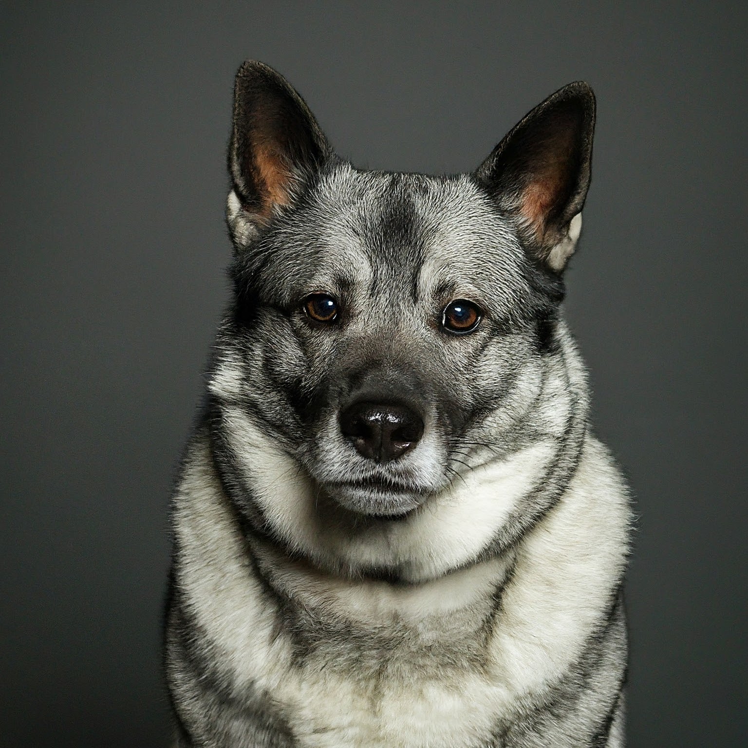 BUDDYUNO, Norwegian Elkhound