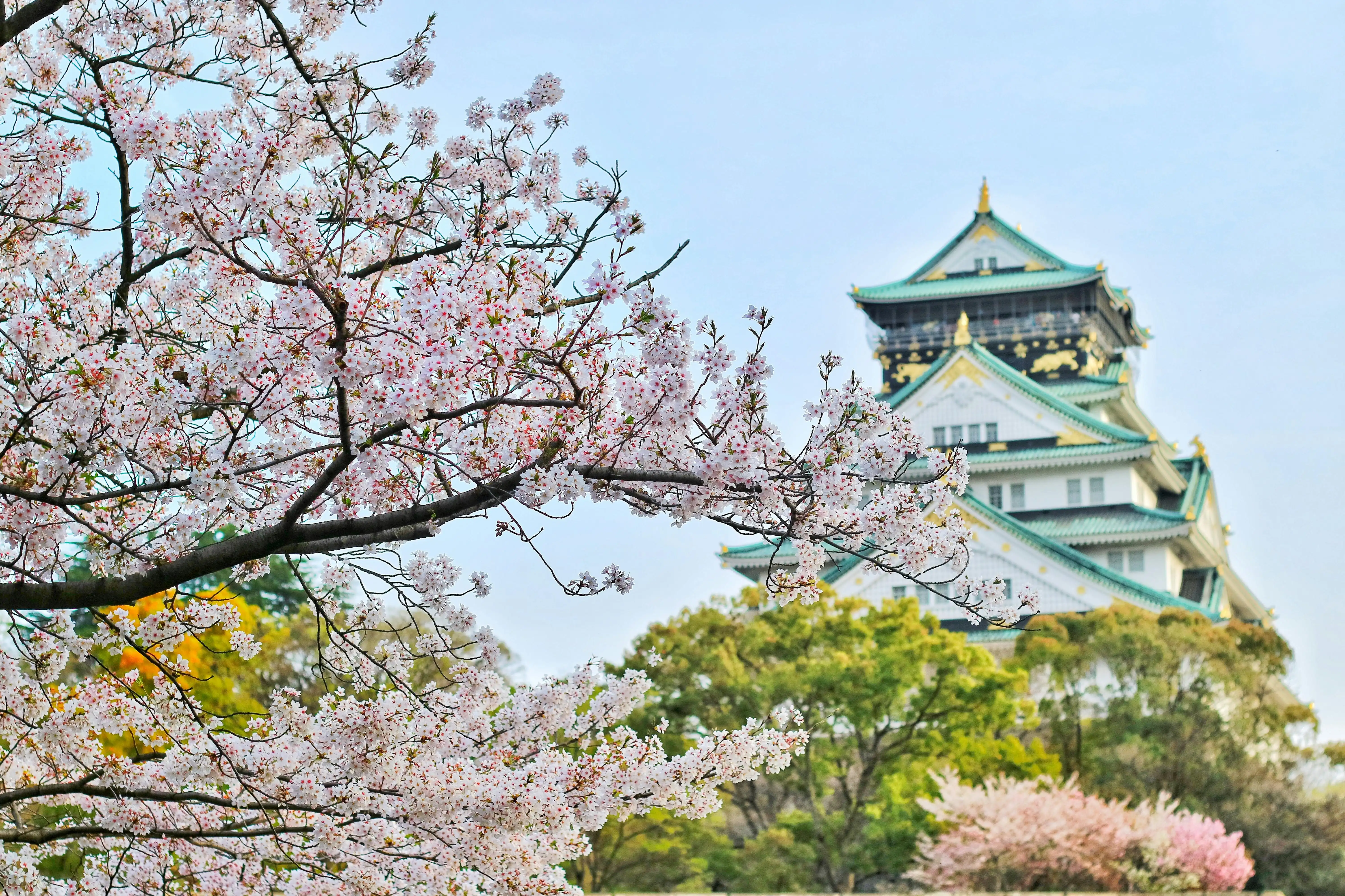 Japonya'daki kiraz çiçekleri