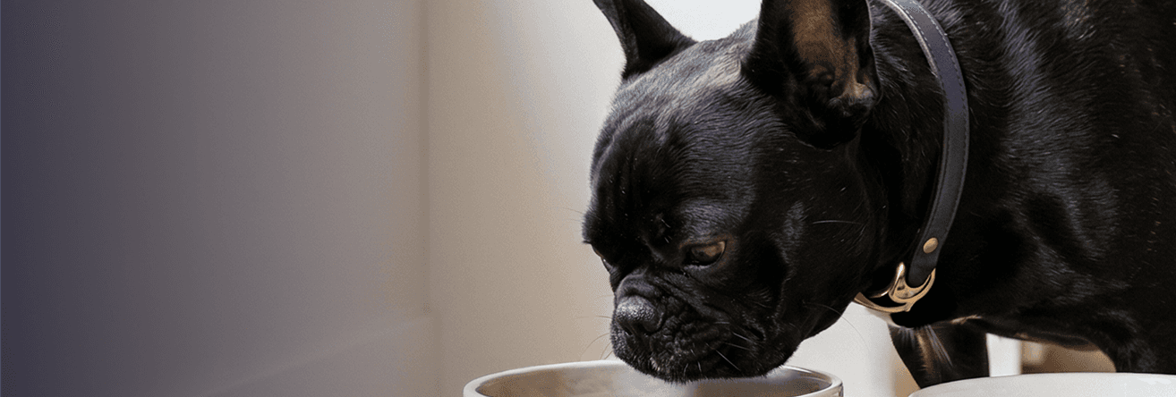 Small dog eating food from a shallow bowl, portion-sized for small-breed feeding