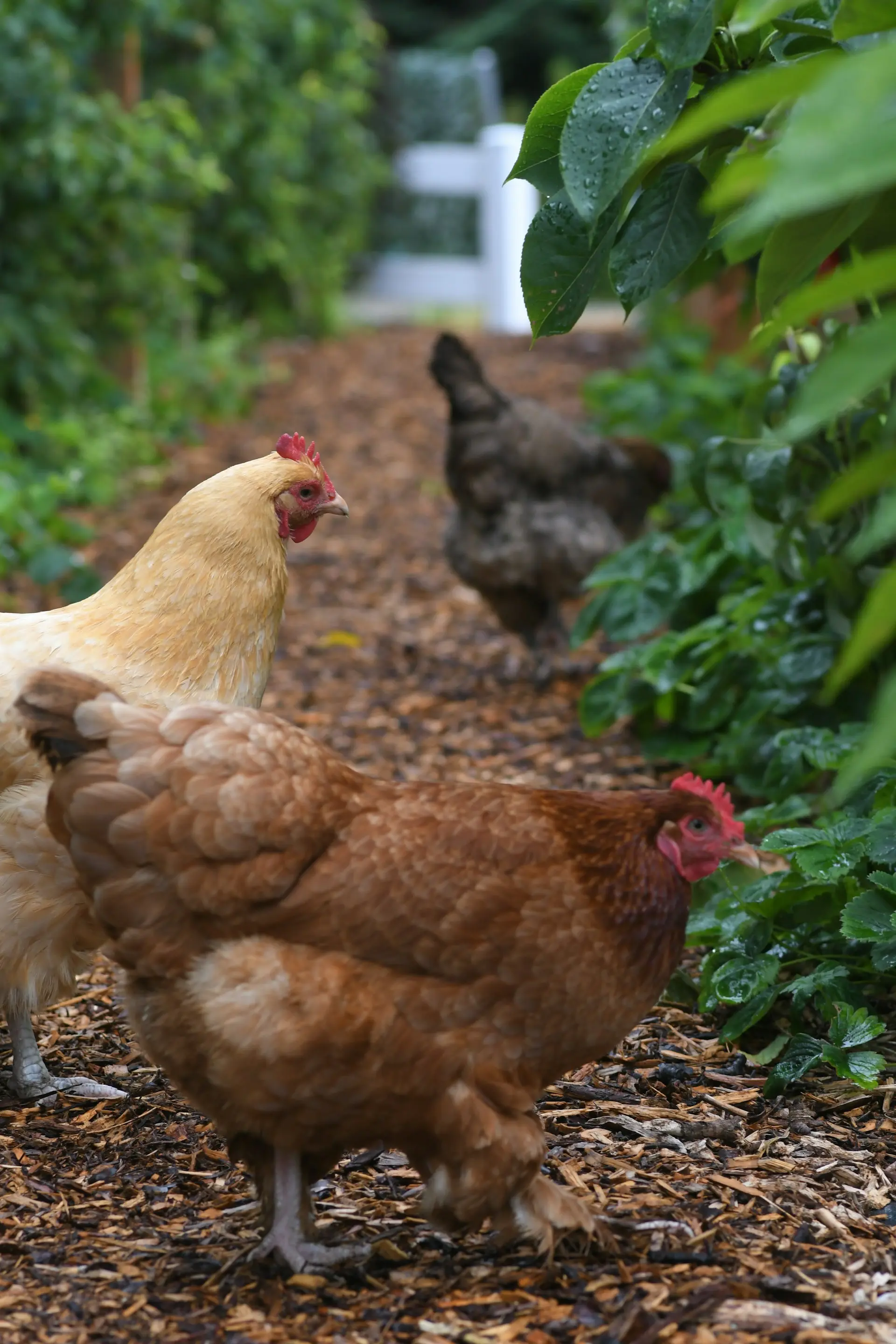 Free-range chickens foraging in a garden, surrounded by lush greenery, illustrating sustainable farming practices and natural poultry care.