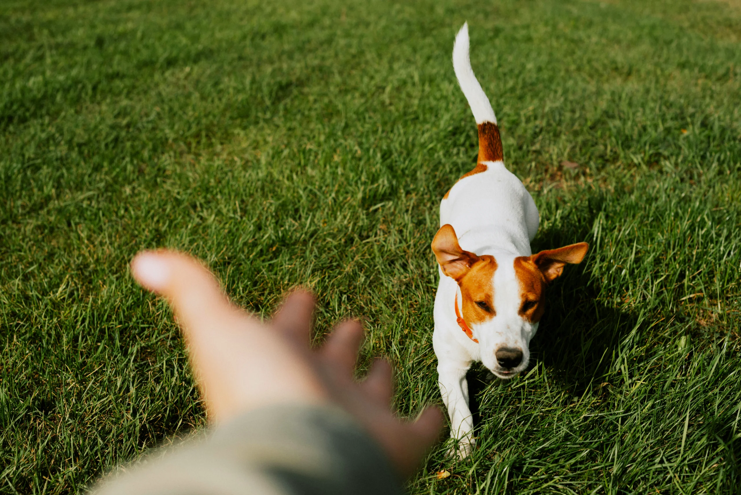The cover image for Nextin's Consumer Insight Report on the dog market featuring a dog and dog parent