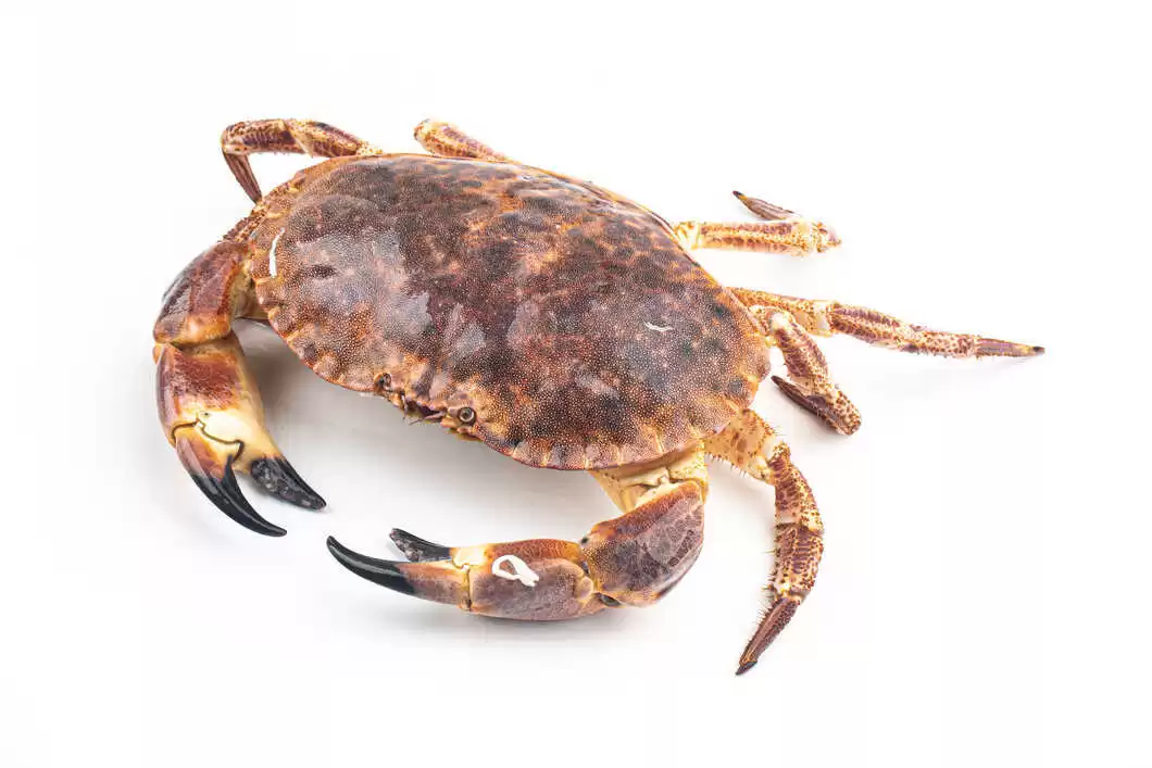Crab for diabetes