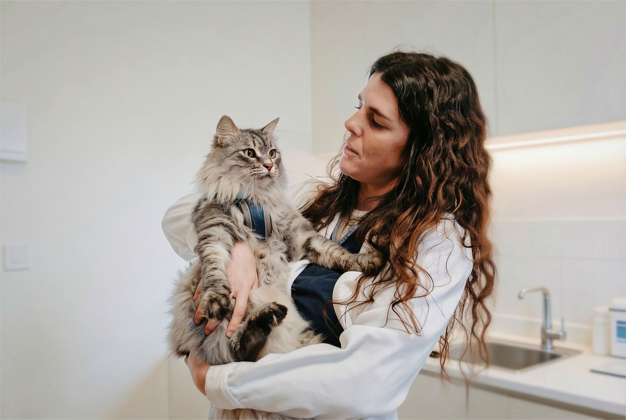 Veterinarian holding a fluffy gray cat in a bright clinic, both looking at each other engagingly.