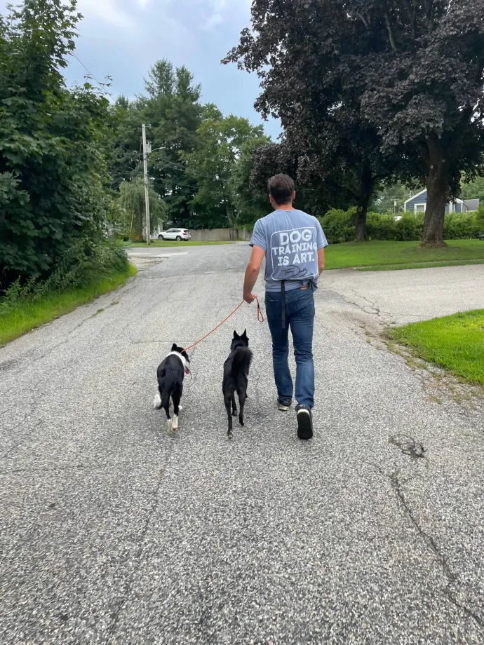 Dogs walking off leash