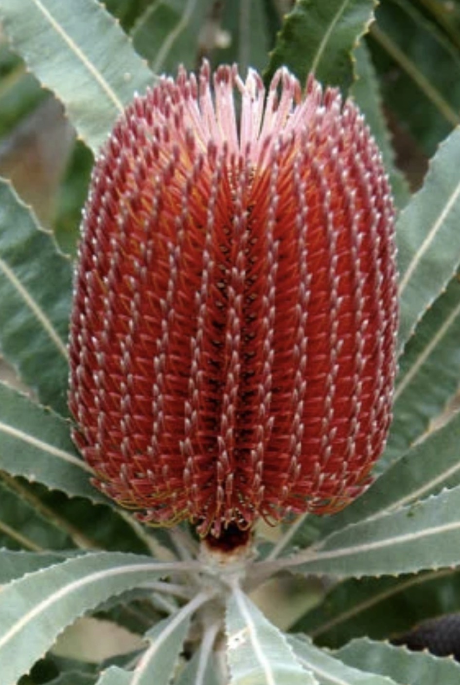 The Banksia. The flower that started a seventeen year photography habit.