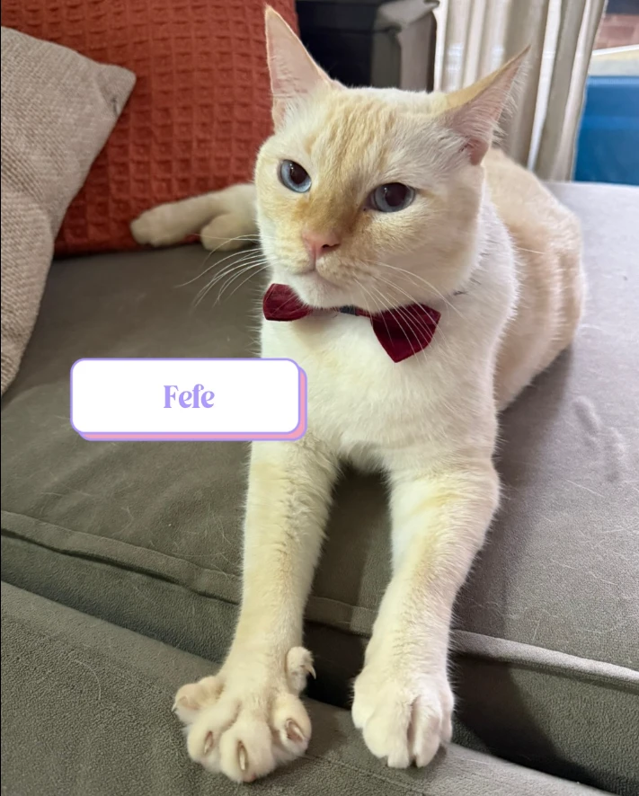 Gato creme de olhos azuis, com uma gravata borboleta vinho no pescoço. Está deitado em um sofá cinza, com as patas dianteiras esticadas. Apresenta polidactilia, com dedos extras visíveis nas patas.