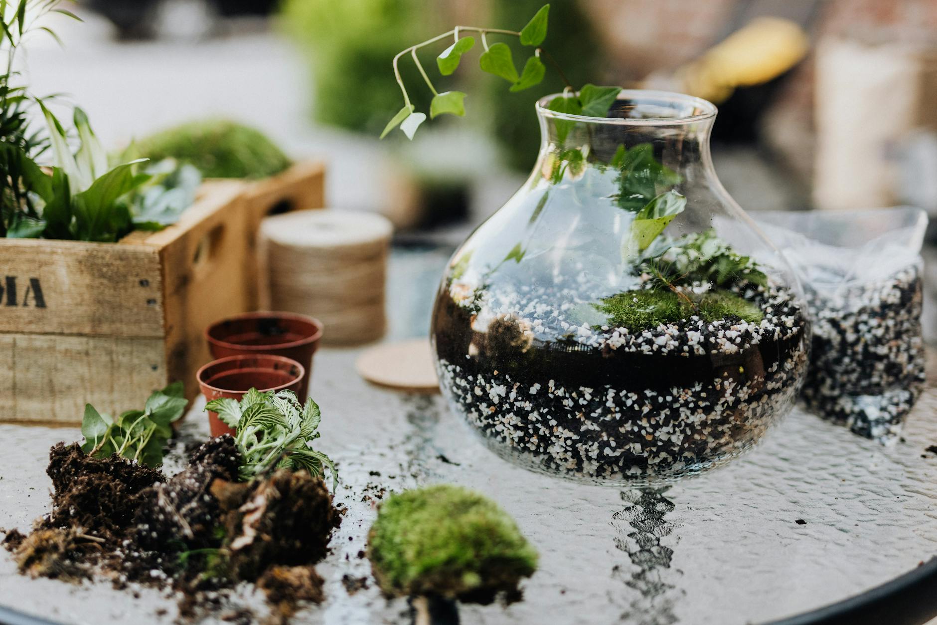 A vibrant DIY terrarium project with plants and soil showcased on a patio table, ideal for home gardening enthusiasts.