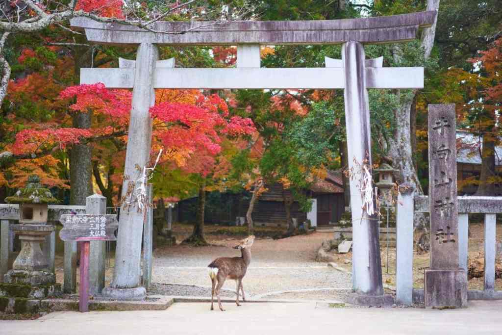 Deer underneath a Torii at the entrance to a shrine in Nara.