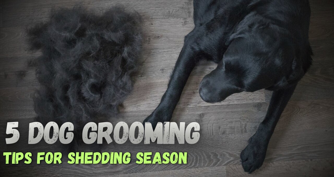5 Dog Grooming Tips for Shedding Season