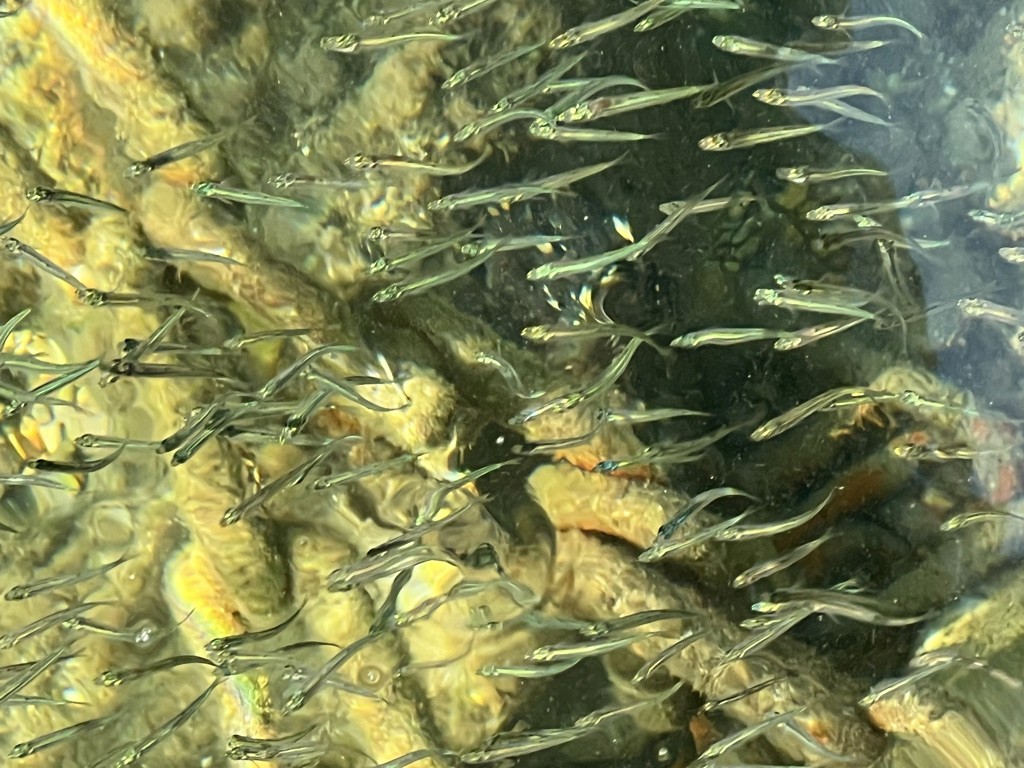 blue sky and white clouds over the sea