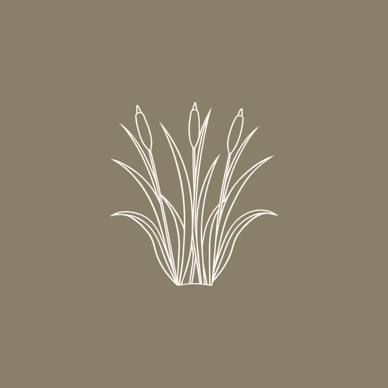 sketch of cattail plant on brown background