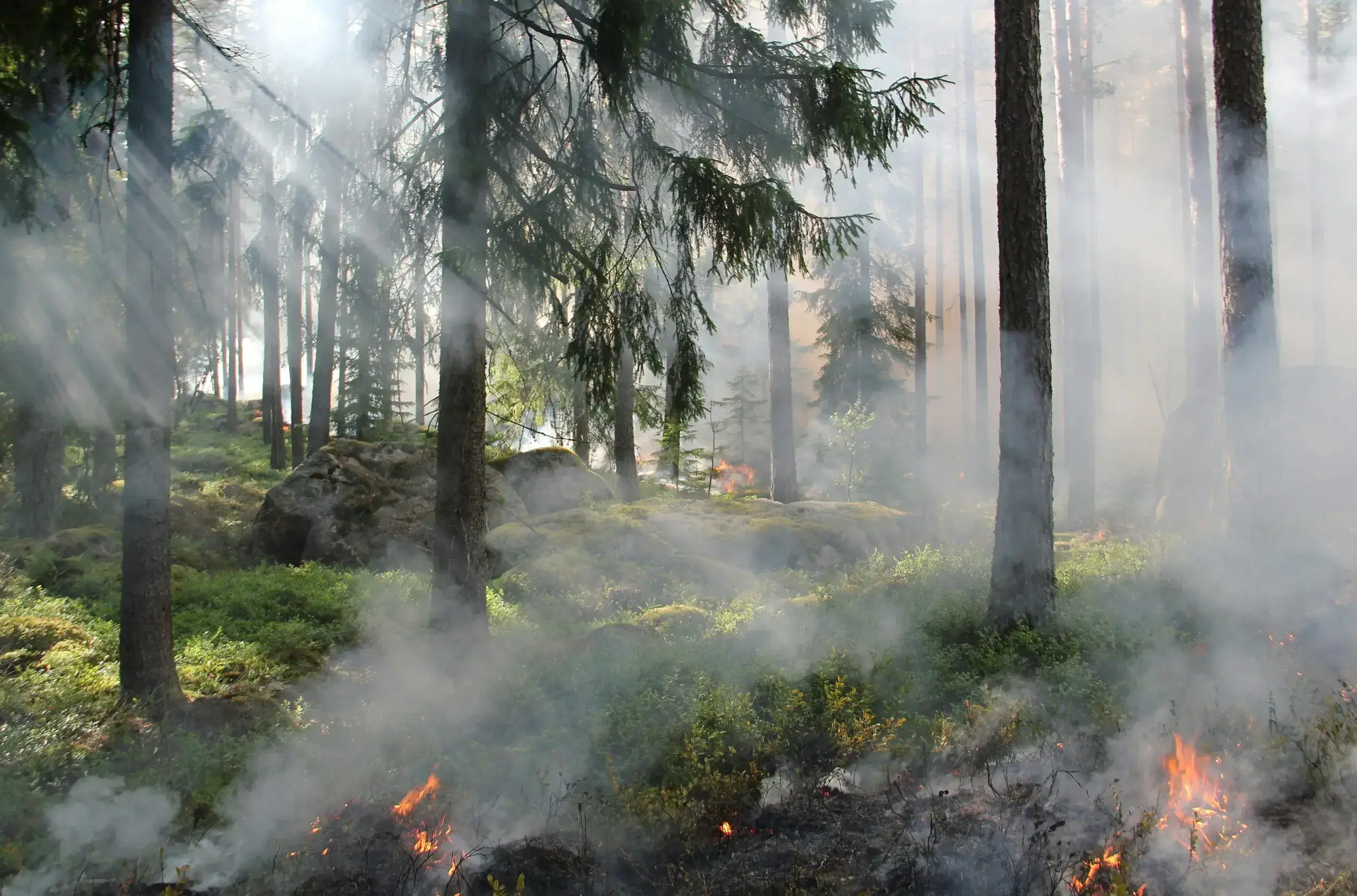 Smoky forest with visible patches of fire and sunlight filtering through the trees