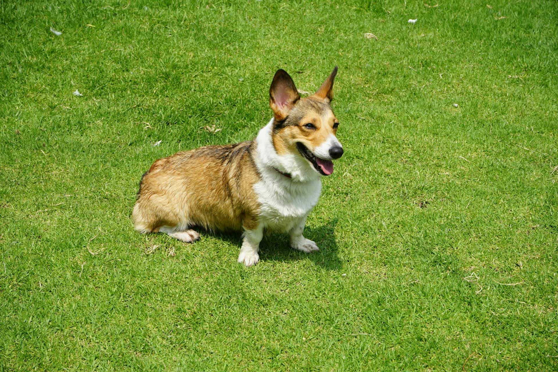 A dog is sticking its tongue out slightly and sitting on the green grass.
