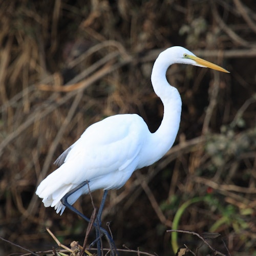 นกกระยางสีขาวที่มีจะงอยปากสีเหลืองยืนบนกิ่งไม้ท่ามกลางฉากหลังของพืชพรรณแห้งแล้ง